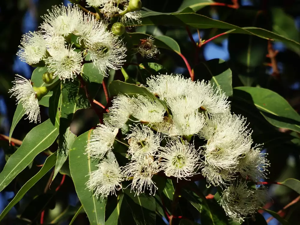 Eucalyptus Gunnii Pěstování