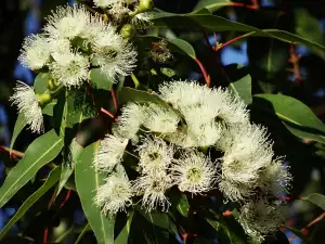 Eucalyptus Gunnii Pěstování